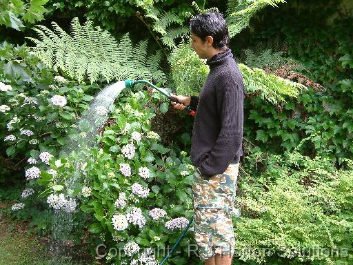 Hydrangea Watering 